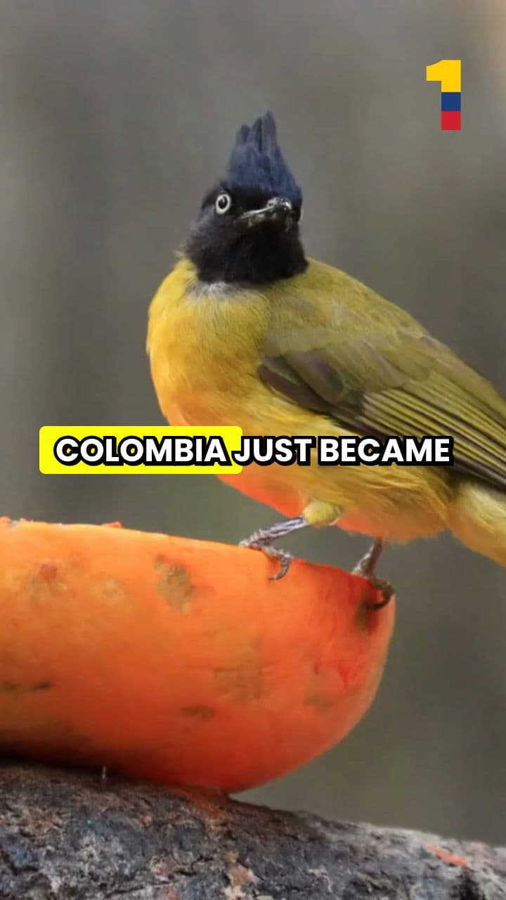 Colombia: The Ultimate Birdwatching Paradise