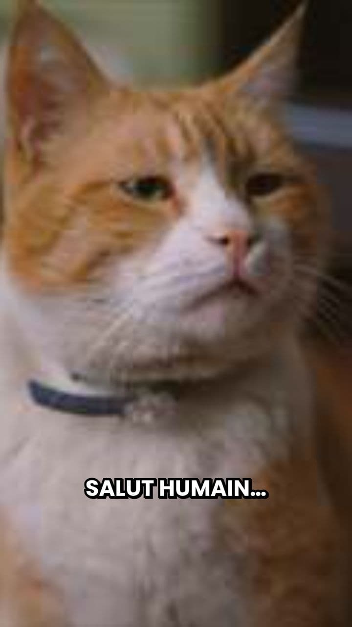 L'unicité des chats révélée