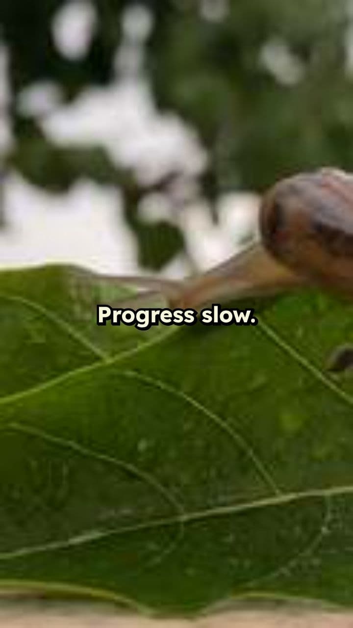 80 - Slow Progress, Steady Growth