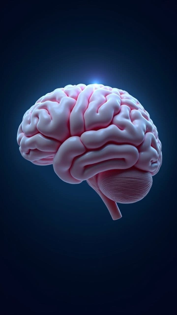 Parts of the Brain & Their Functions