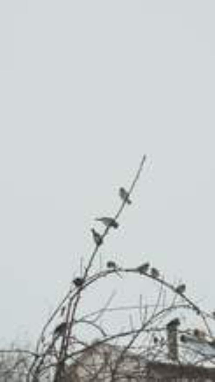 Yaşlı Çınar ve Ben