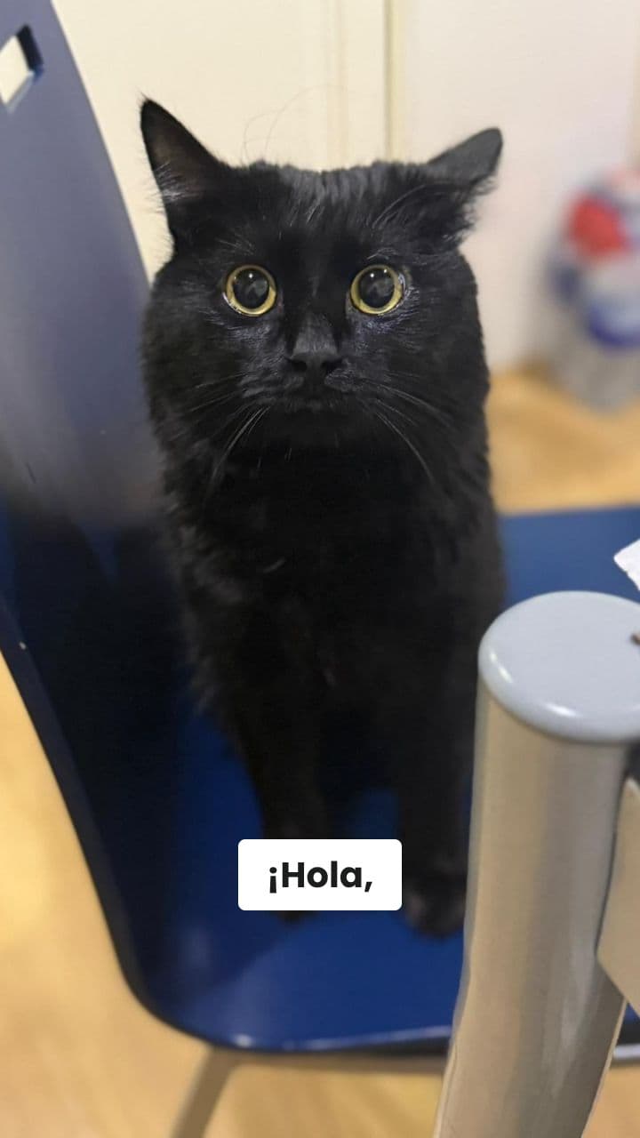 Feliz Cumpleaños Sol, de Desden el Gato