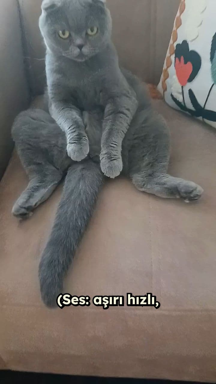 Scottish Fold'un Kaotik Hayatı