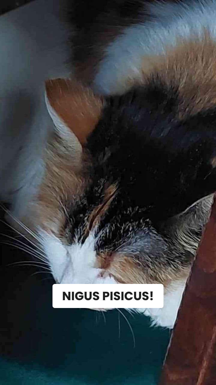 Le Avventure di Micetto Mozzarella