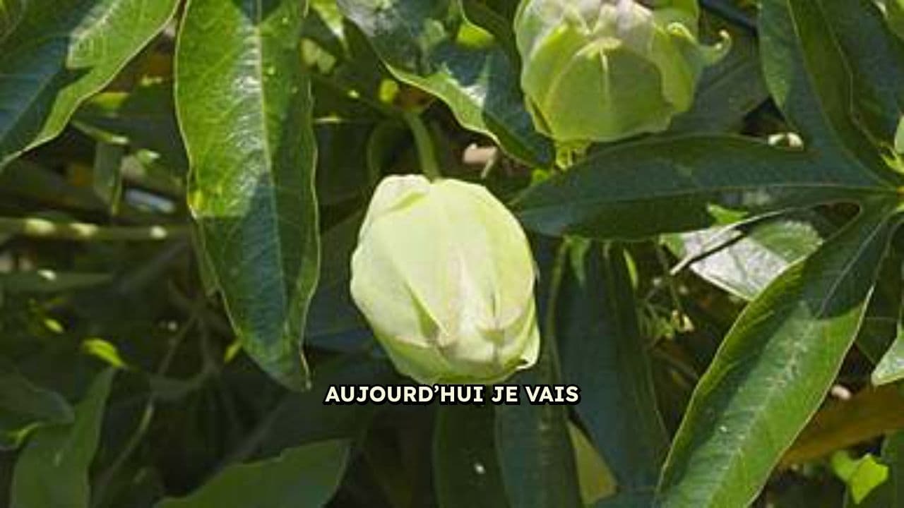 7 Principes Bouddhistes pour Transformer Ta Vie