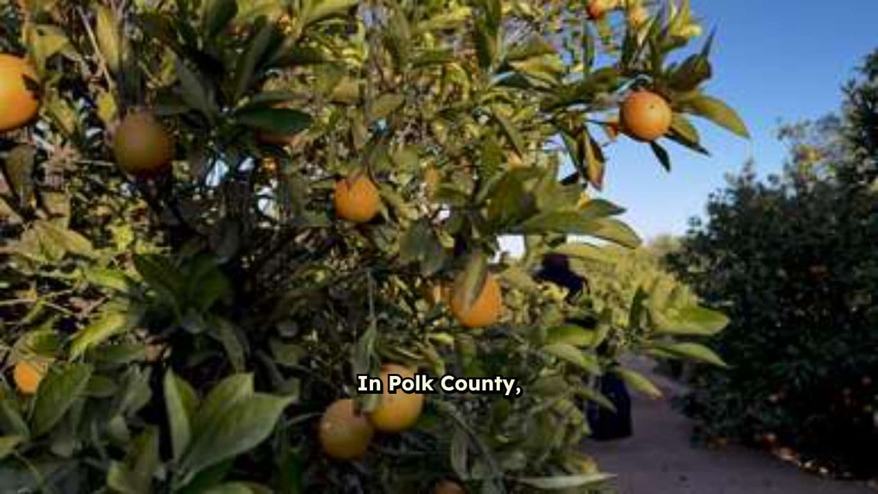 Polk County Grit: Kemp Injury Law, P.A.