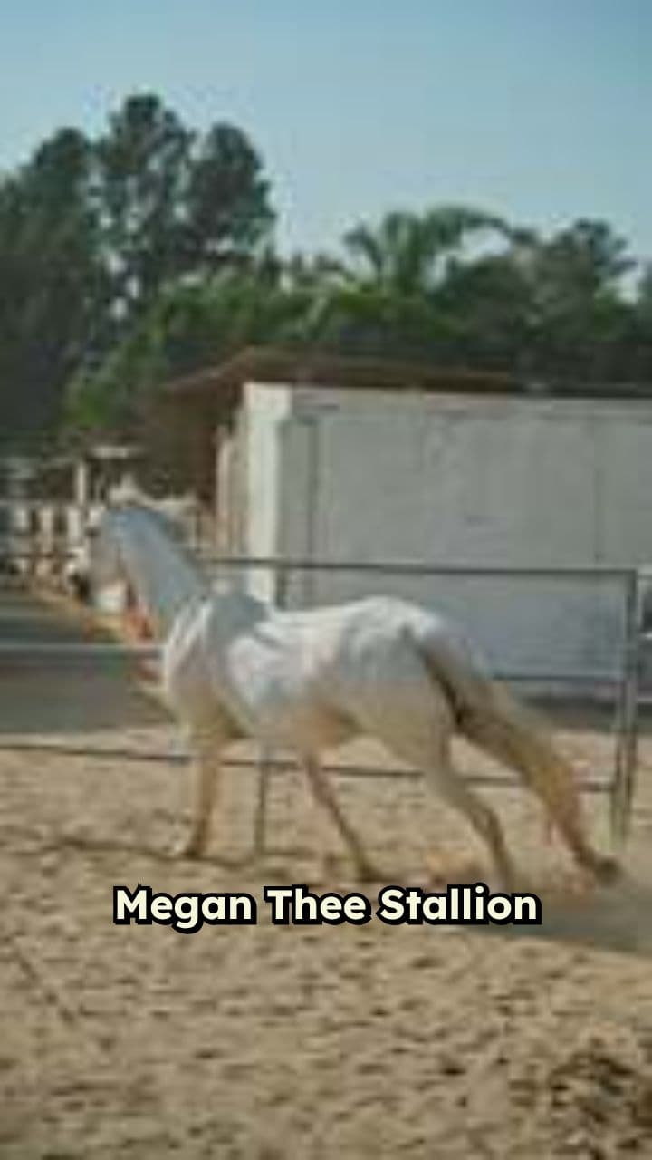 Megan Thee Stallion Wins Defamation Case